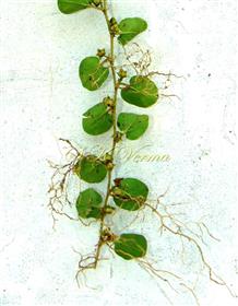  Leafy shoot with rooting at nodes
